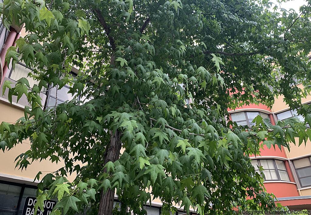 Sweetgum (Liquidambar styraciflua) - Sweetgum