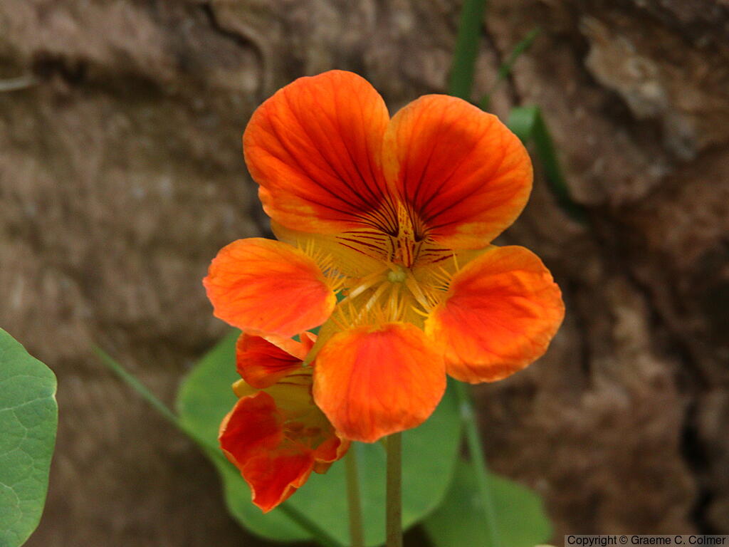 Nasturtium (Tropaeolum majus) - Climbing Nasturtium