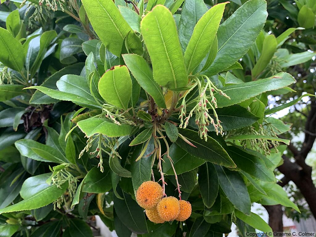 Strawberry Tree (Arbutus unedo) - Strawberry Tree