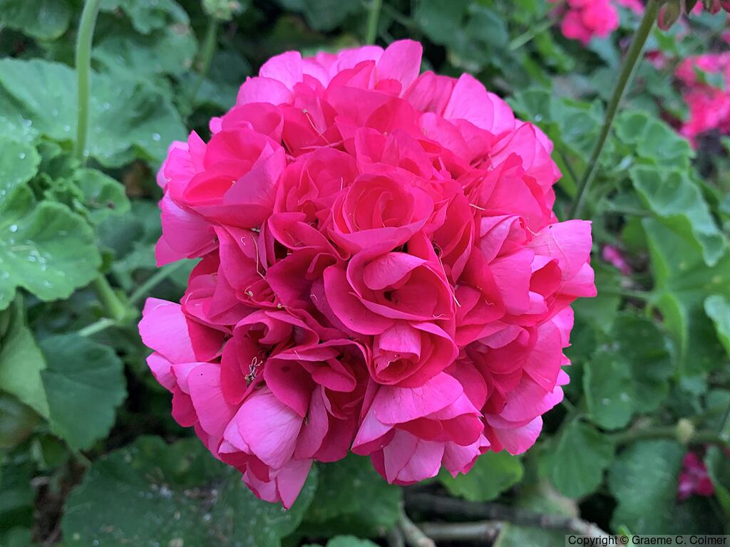 Horseshoe Geranium (Pelargonium zonale) - Zonal Geranium