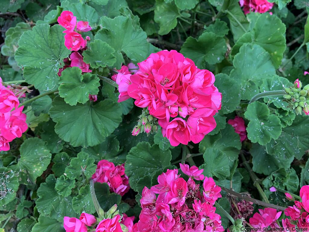 Horseshoe Geranium (Pelargonium zonale) - Zonal Geranium