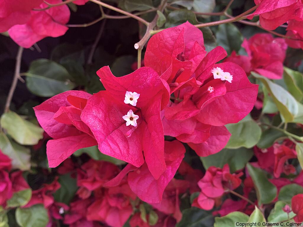 Great Bougainvillea (Bougainvillea spectabilis) - Great Bougainvillea
