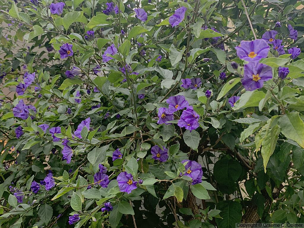 Chaparral Nightshade (Solanum xanti) - Purple Nightshade