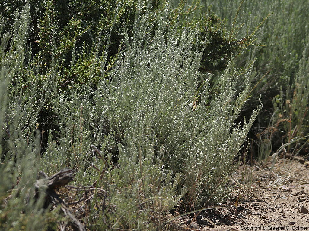 Big Sagebush (Artemisia tridentata) - Big Sagebrush