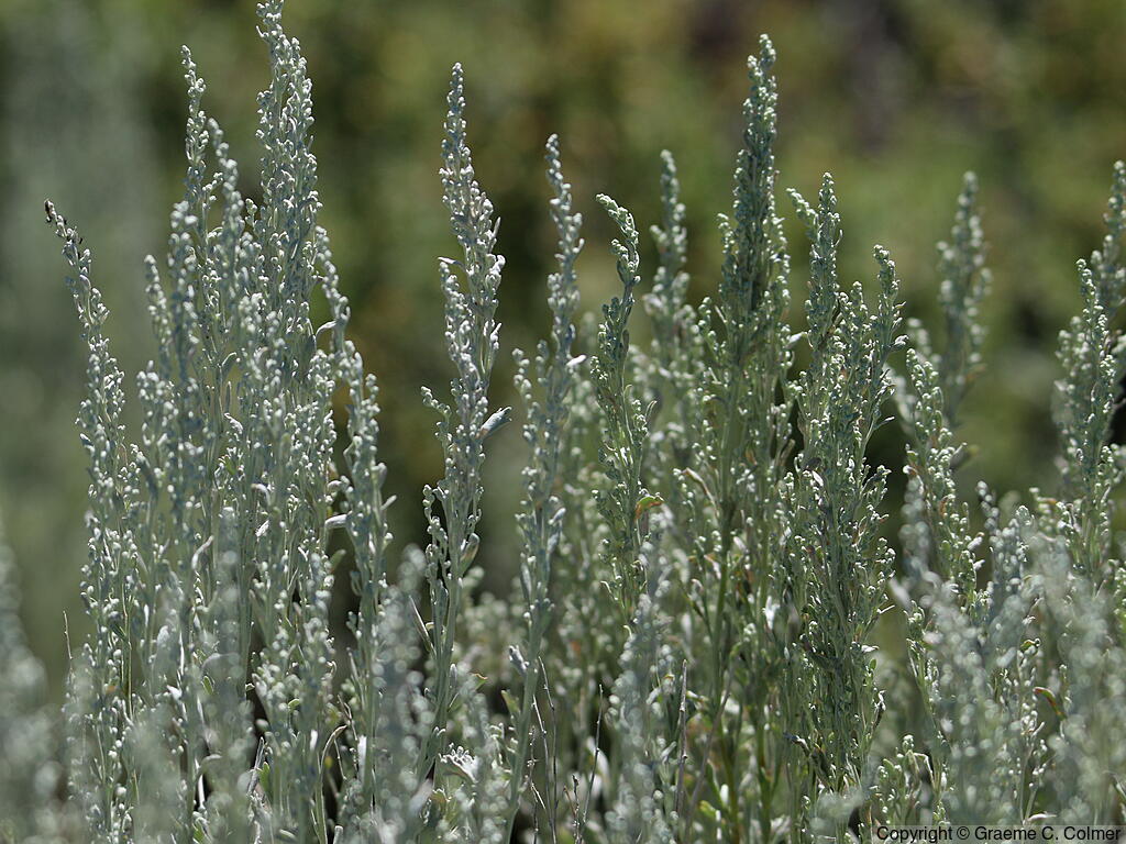 Big Sagebush (Artemisia tridentata) - Big Sagebrush