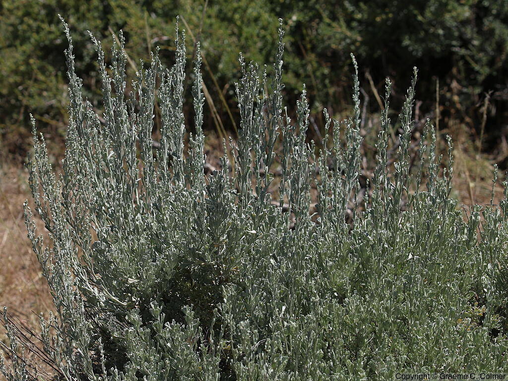 Big Sagebush (Artemisia tridentata) - Big Sagebrush
