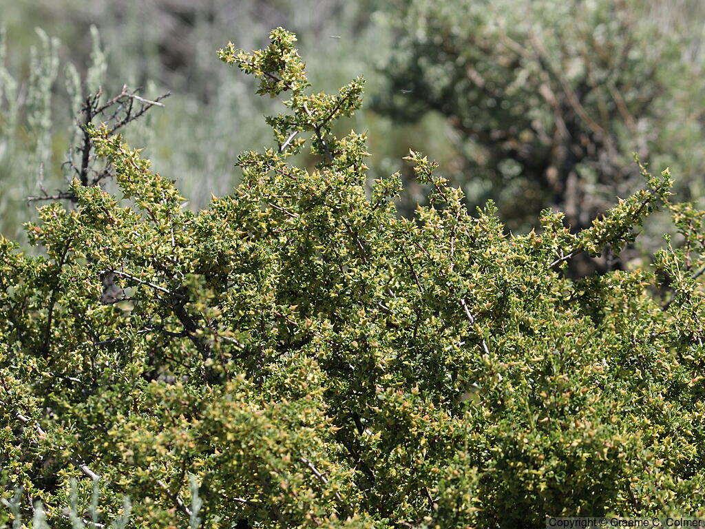Burrobrush (Ambrosia salsola) - Cheesebush