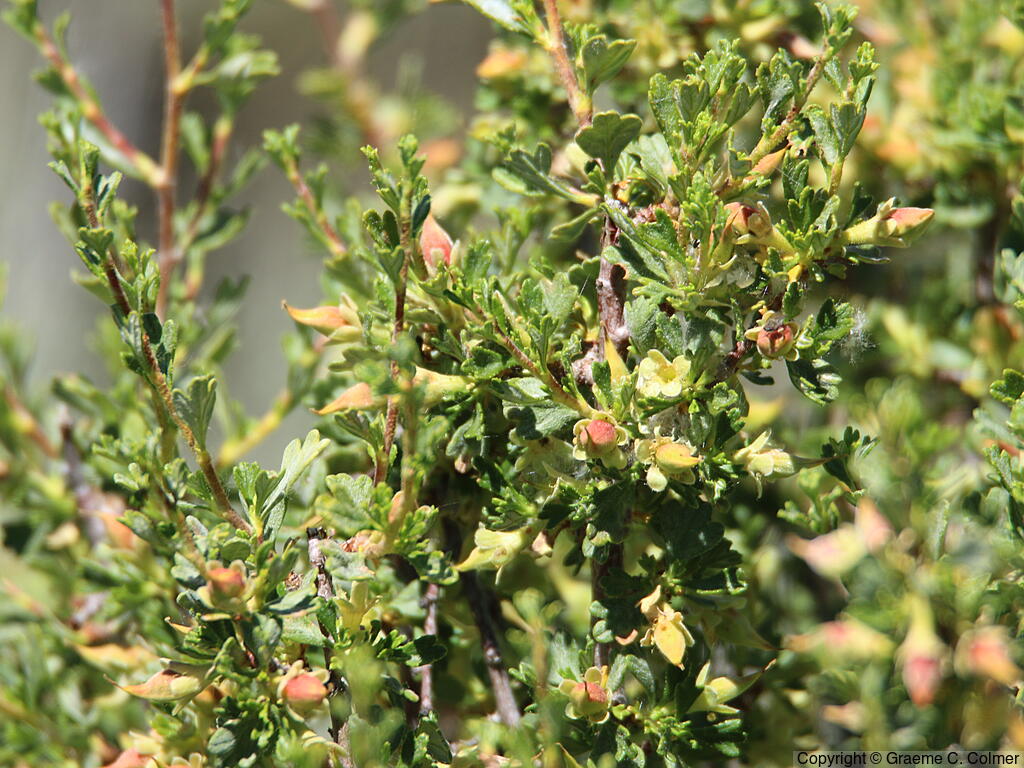 Burrobrush (Ambrosia salsola) - Cheesebush