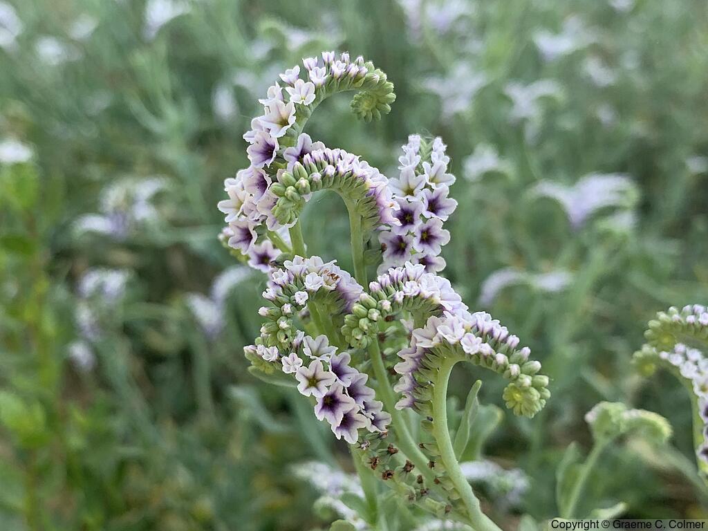 Salt Heliotrope (Heliotropium curassavicum) - Salt Heliotrope