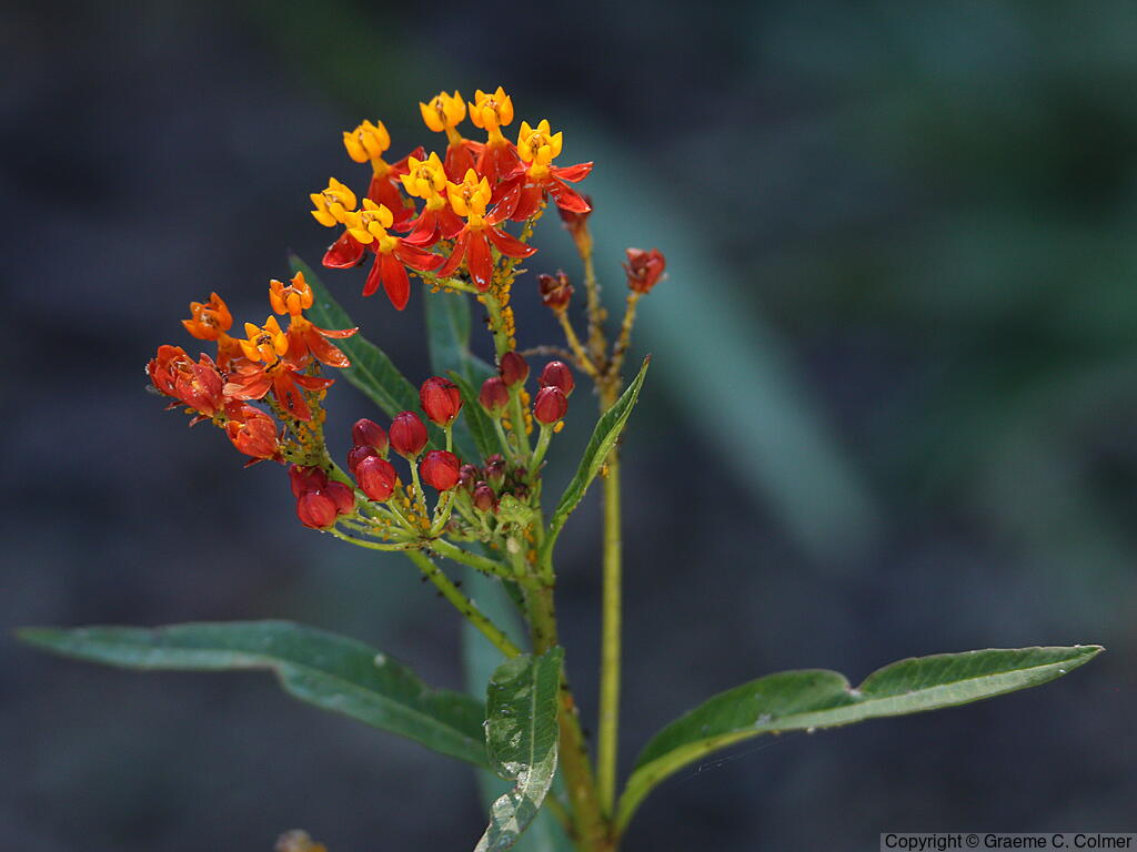 Wild Ipecacuanha (Asclepias curassavica) - Wild Ipecacuanha
