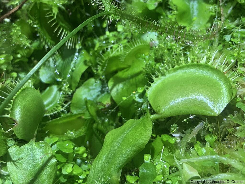 Venus Flytrap (Dionaea muscipula) - Venus Flytrap