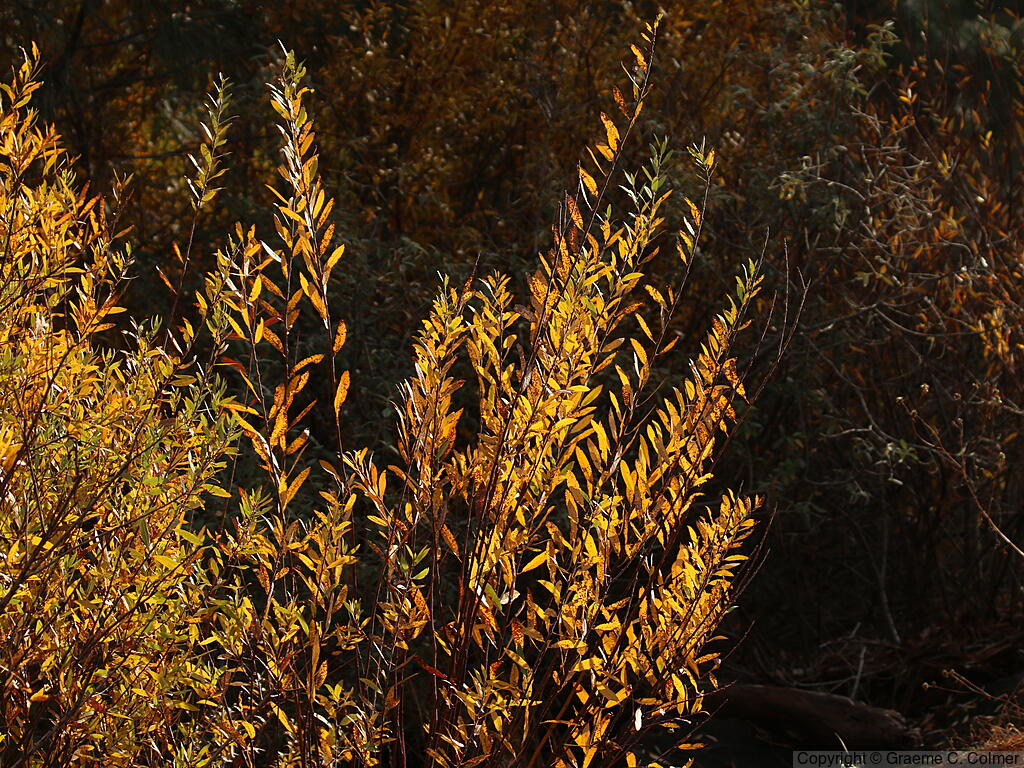 Arroyo Willow (Salix lasiolepis) - Arroyo Willow