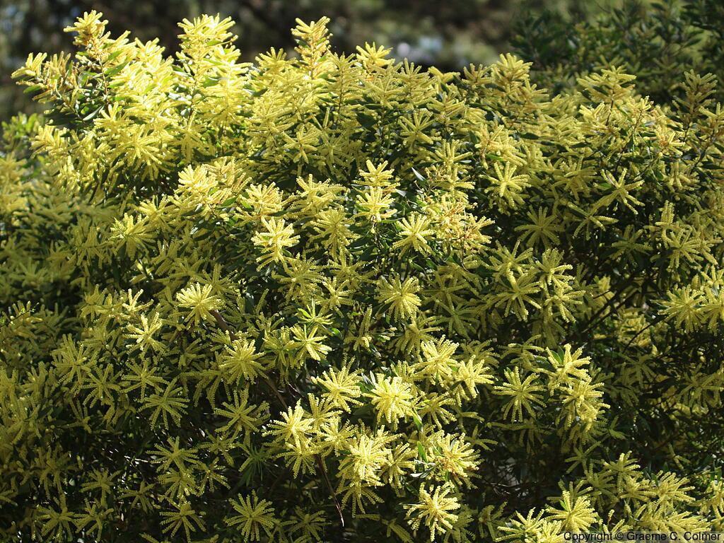 Sydney Golden Wattle (Acacia longifolia) - Sydney Golden Wattle