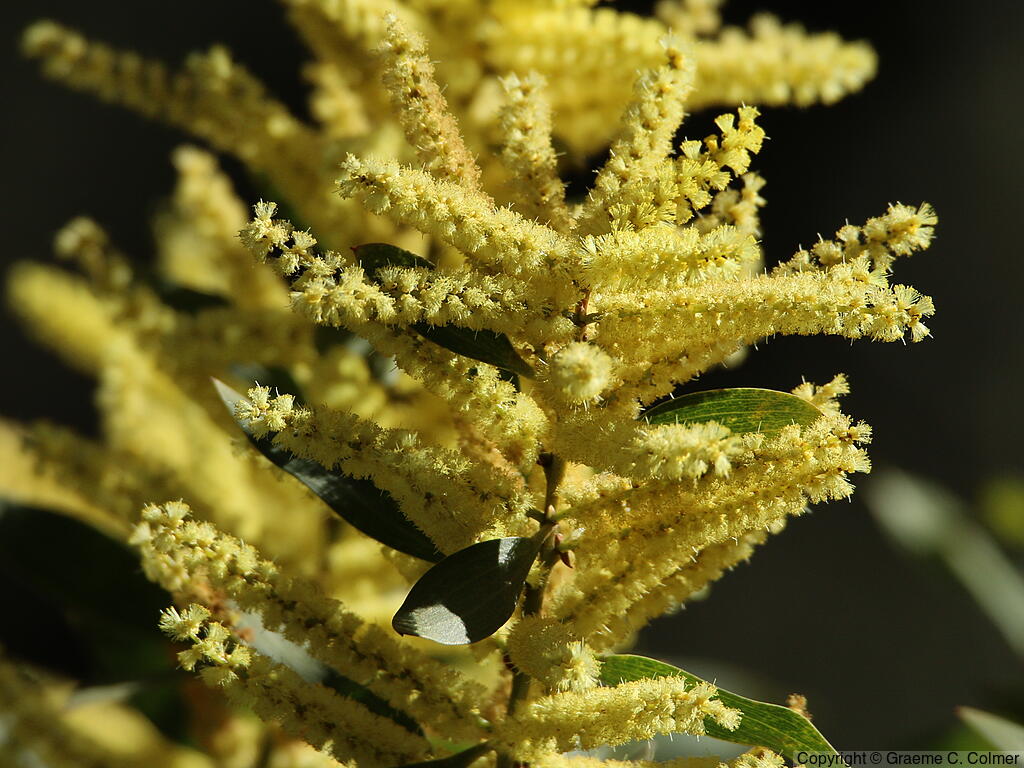 Sydney Golden Wattle (Acacia longifolia) - Sydney Golden Wattle