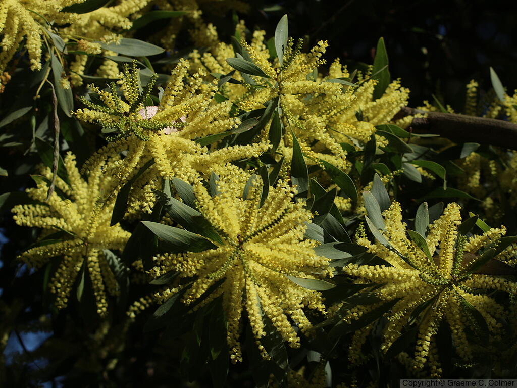 Sydney Golden Wattle (Acacia longifolia) - Sydney Golden Wattle