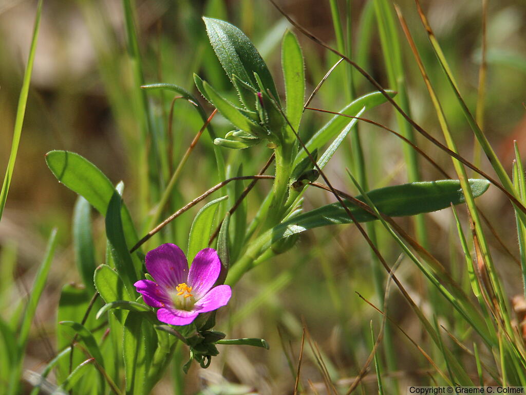 Redmaids (Calandrinia ciliata) - Red-maids