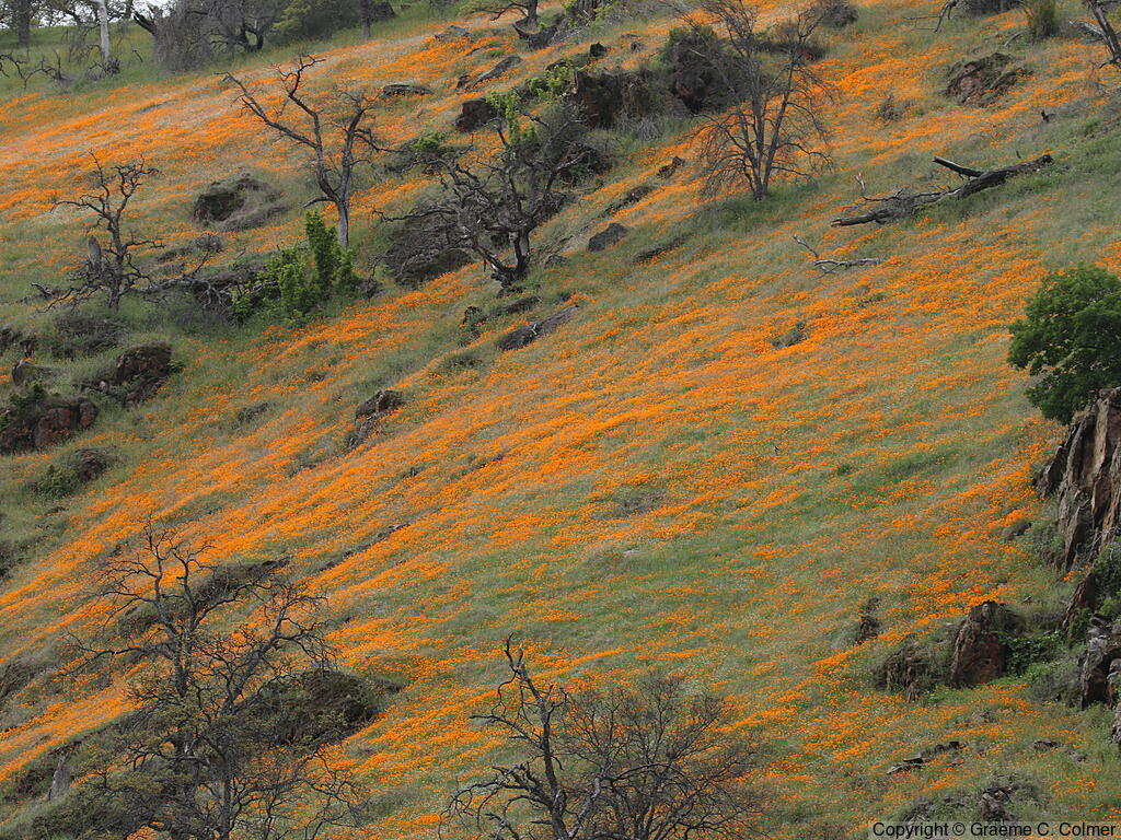 California Poppy (Eschscholzia californica) - California Poppy