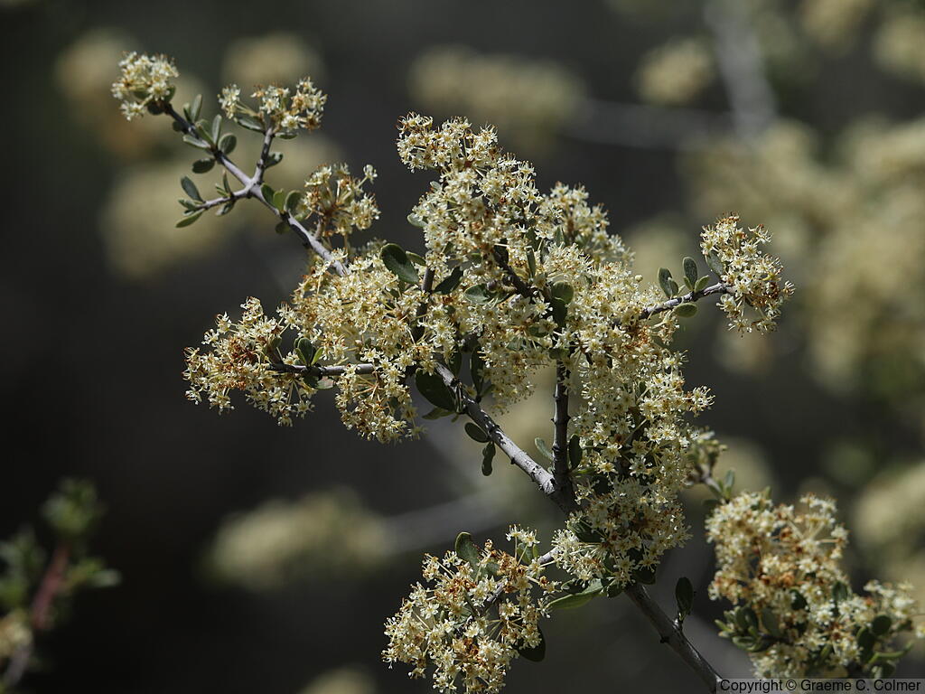 Buckbrush (Ceanothus cuneatus) - Buckbrush