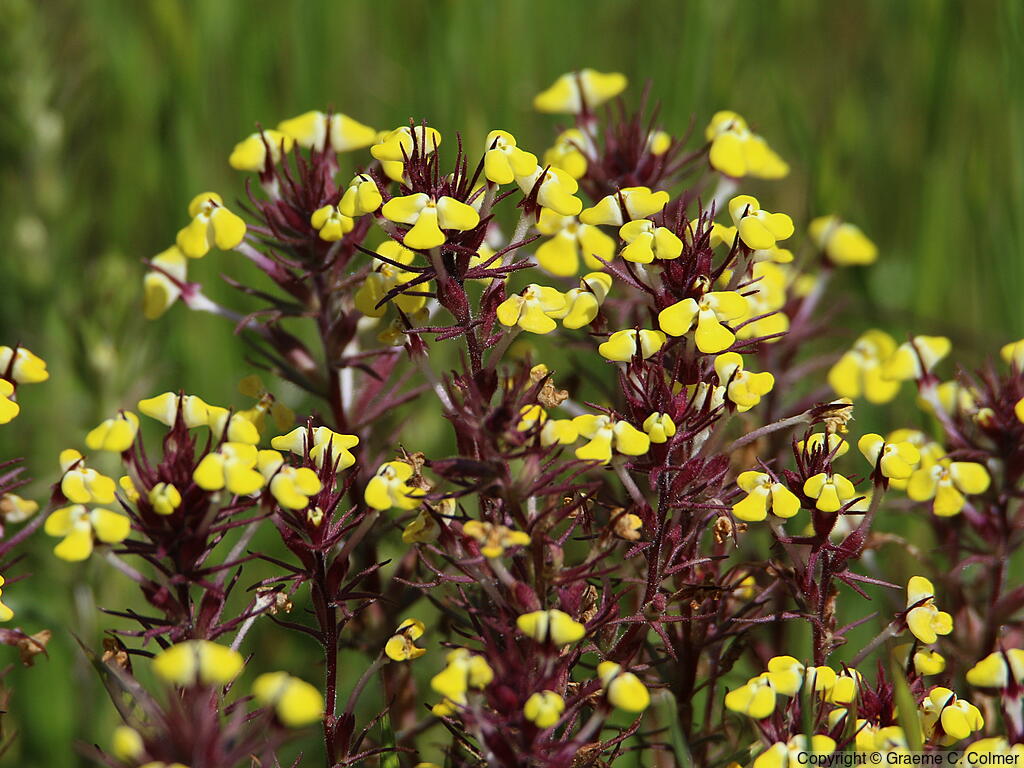 Johnny-tuck (Triphysaria eriantha) - Johnny-tuck