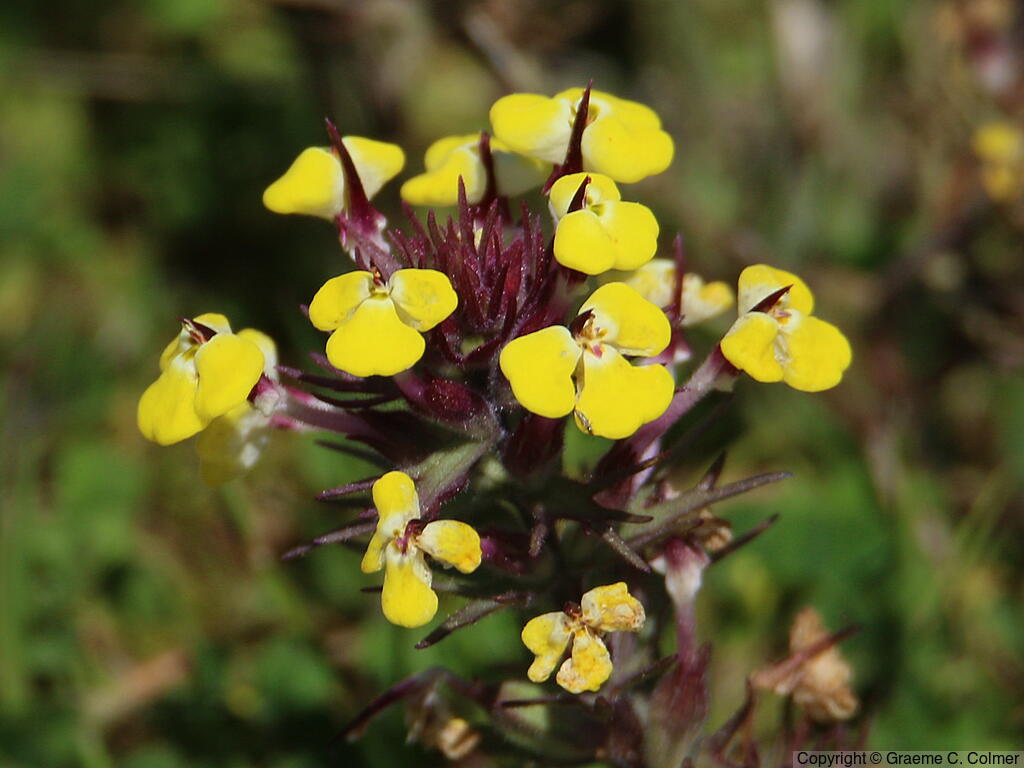 Johnny-tuck (Triphysaria eriantha) - Johnny-tuck