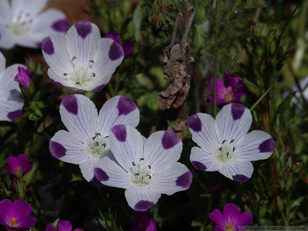 Fivespot (Nemophila maculata) - Fivespot