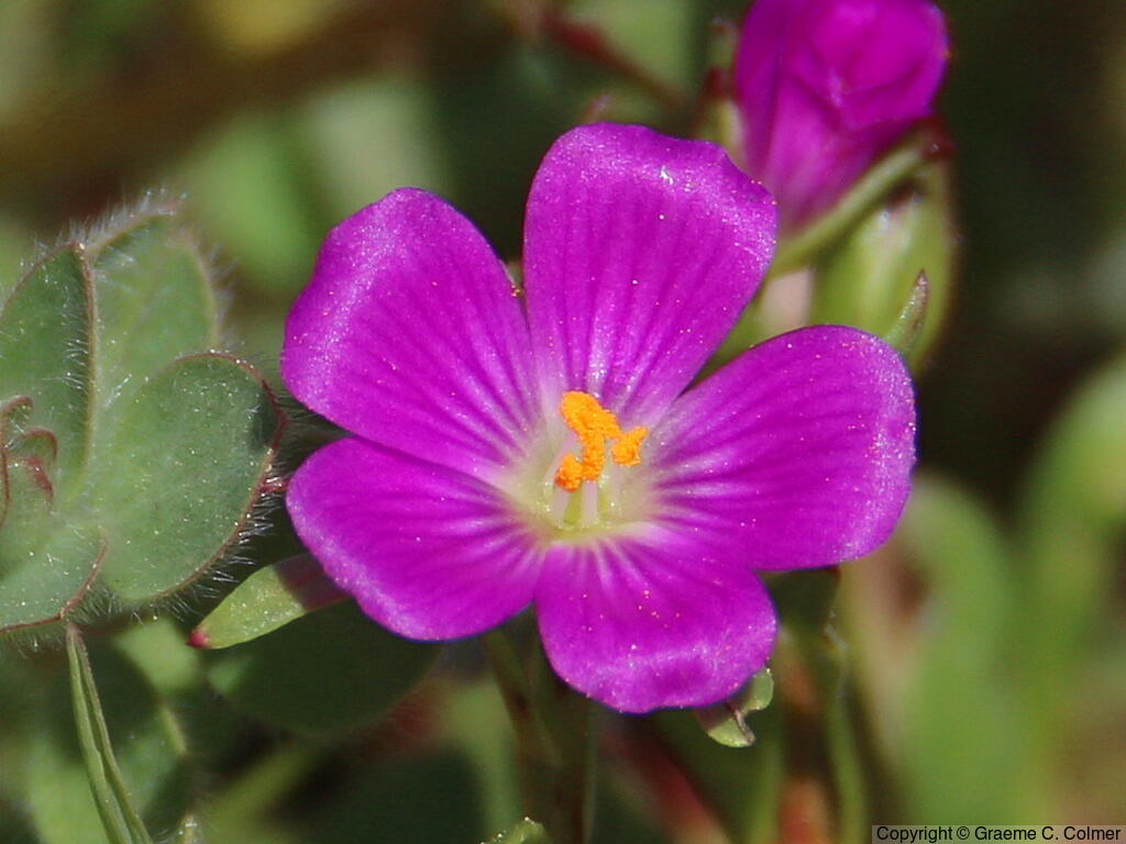 Redmaids (Calandrinia ciliata) - Red-maids