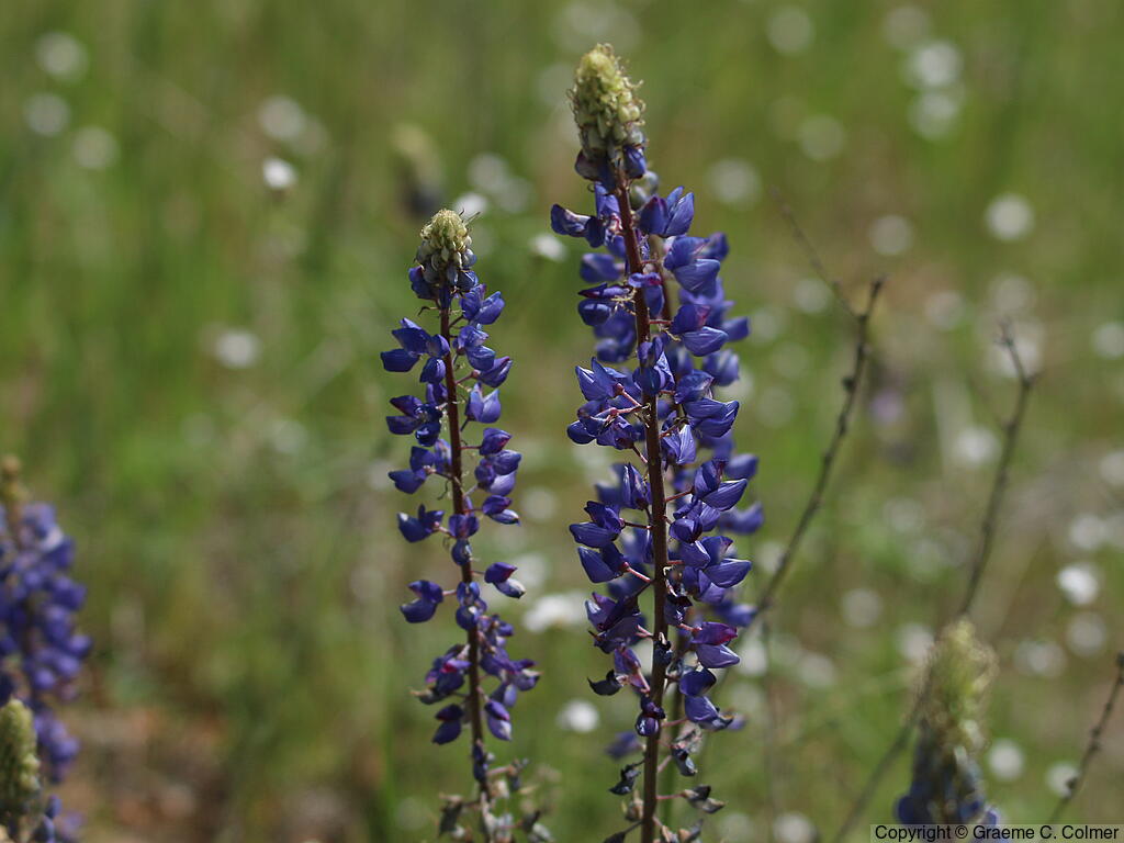 Bigleaf Lupine (Lupinus polyphyllus) - Bigleaf Lupine