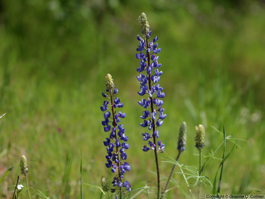 Bigleaf Lupine (Lupinus polyphyllus) - Bigleaf Lupine