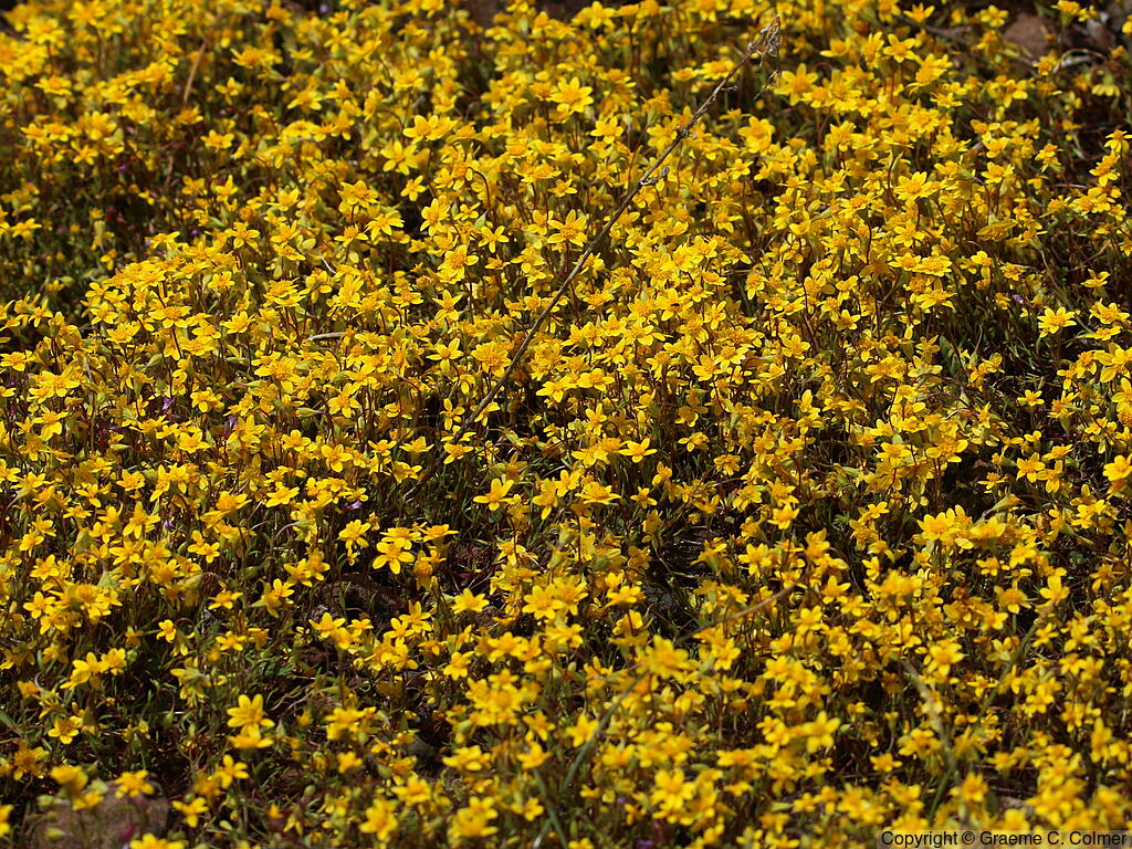 California Goldfields (Lasthenia californica) - California Goldfields