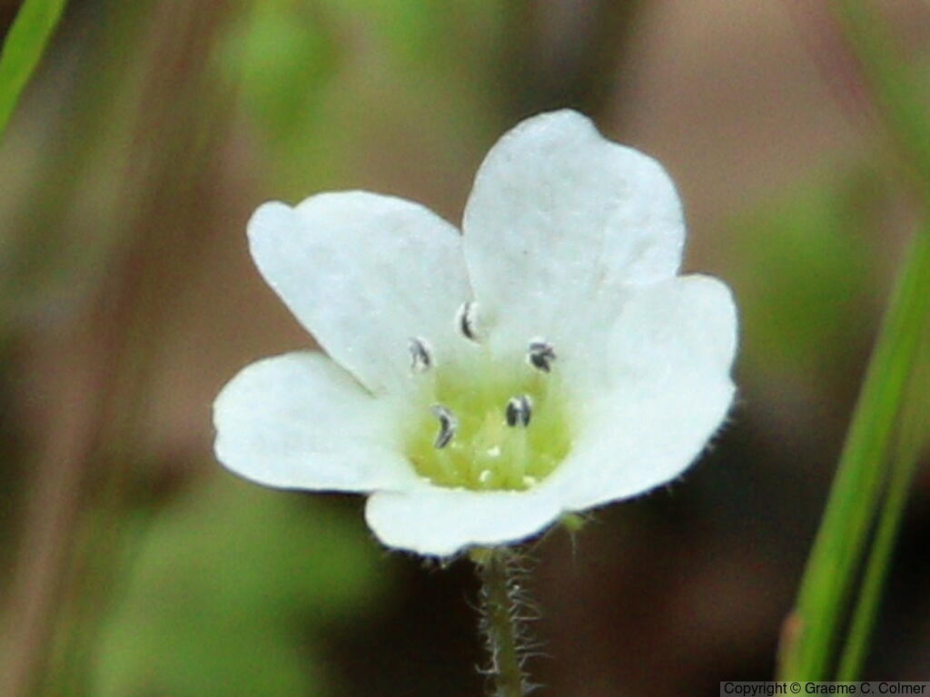 Racemed Fiestaflower (Pholistoma racemosum) - Racemed Fiestaflower