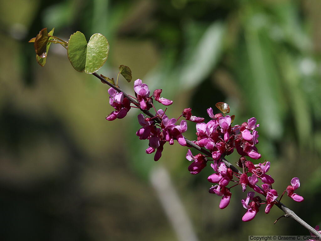 California Redbud (Cercis occidentalis) - Western Redbud