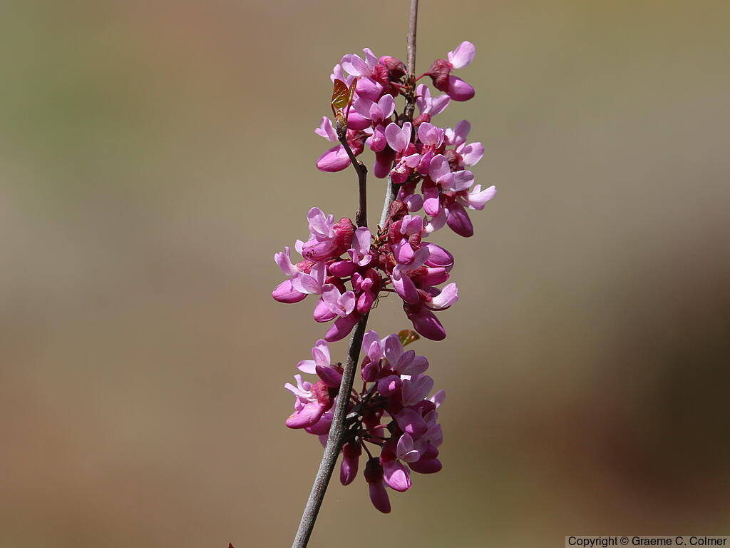 California Redbud (Cercis occidentalis) - Western Redbud