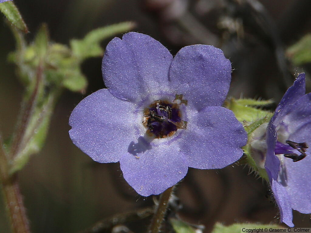 Blue Fiestaflower (Pholistoma auritum) - Blue Fiestaflower