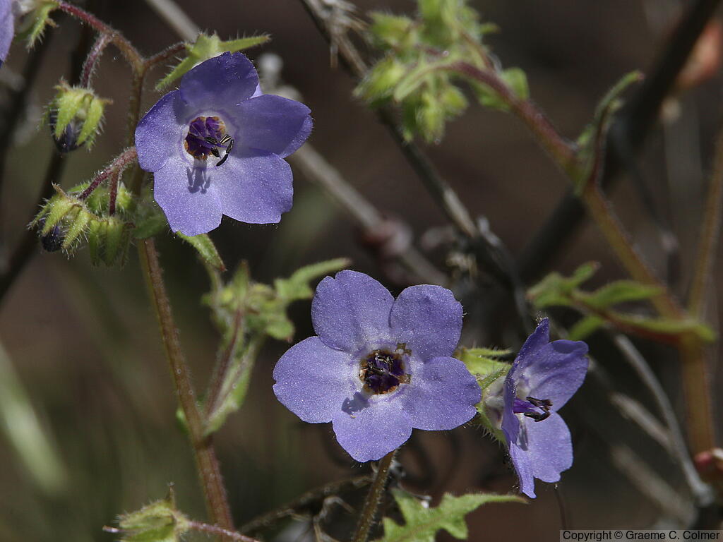 Blue Fiestaflower (Pholistoma auritum) - Blue Fiestaflower