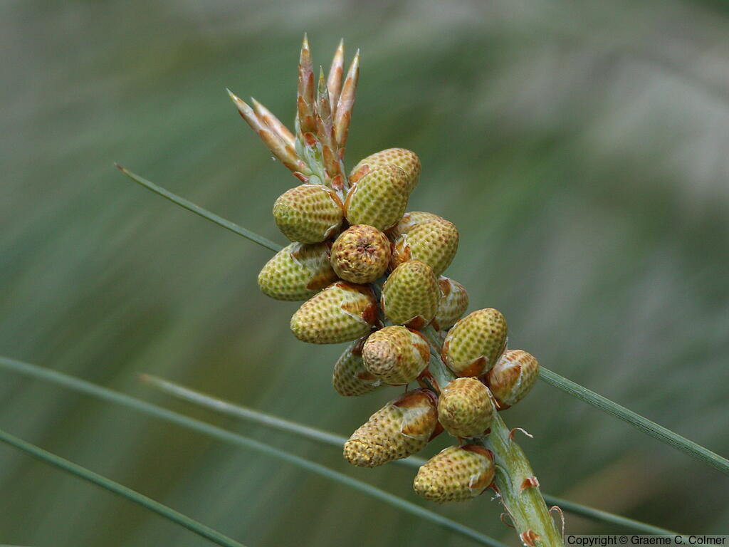 Gray Pine (Pinus sabiniana) - Gray Pine