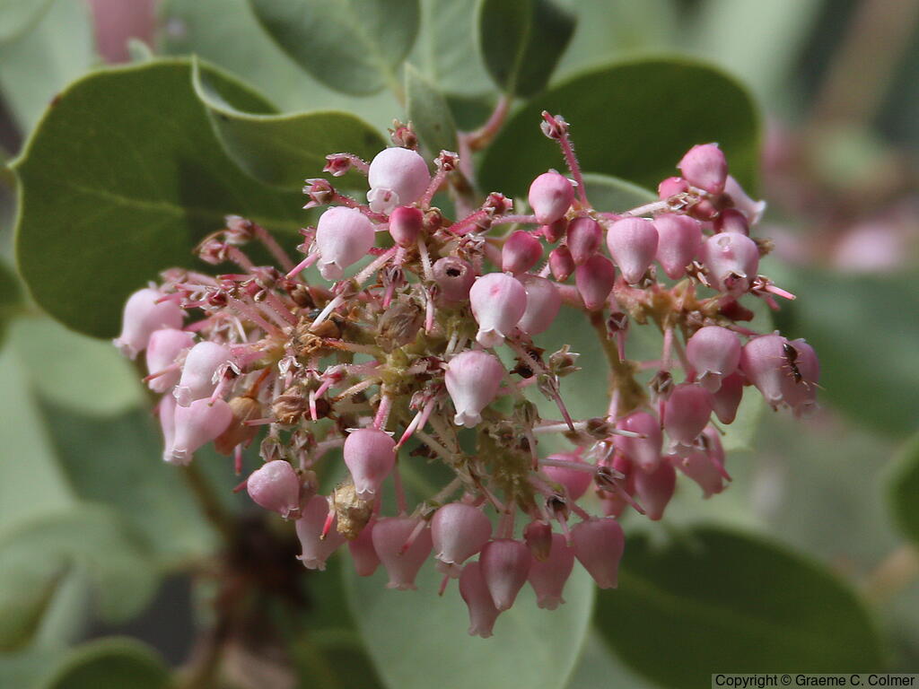 Whiteleaf Manzanita (Arctostaphylos viscida) - Whiteleaf Manzanita
