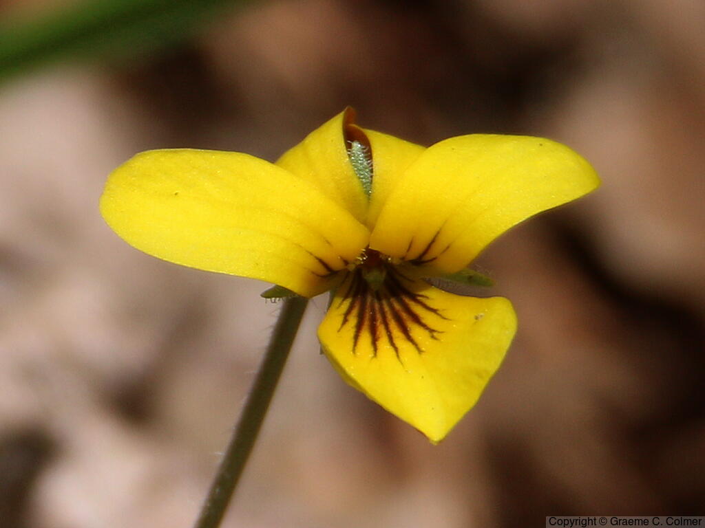 Baker's Violet (Viola bakeri) - Baker's violet