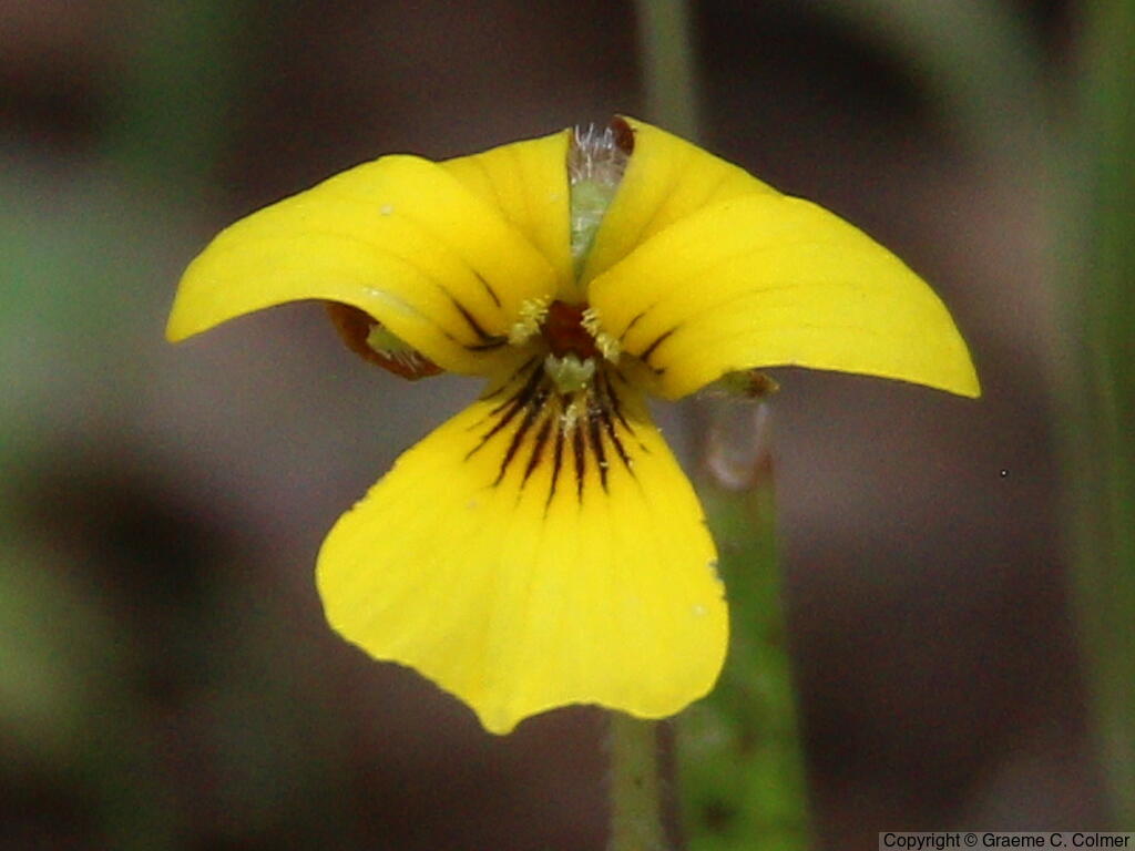 Baker's Violet (Viola bakeri) - Baker's violet