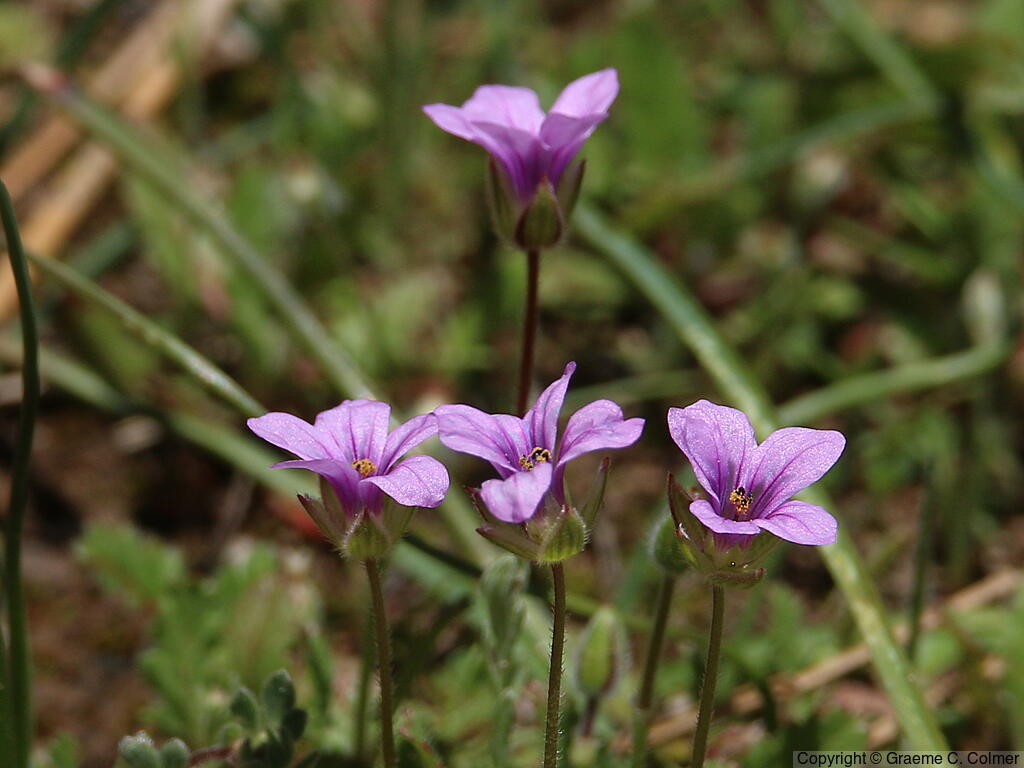 Longbeak Stork's Bill (Erodium botrys) - Longbeak Stork's Bill