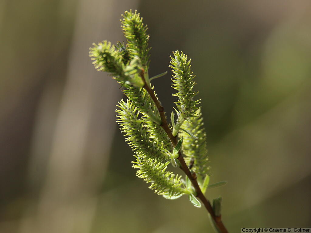 Arroyo Willow (Salix lasiolepis) - Arroyo Willow
