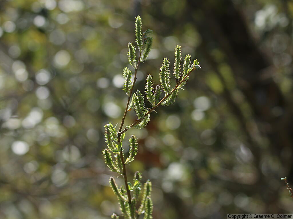 Arroyo Willow (Salix lasiolepis) - Arroyo Willow