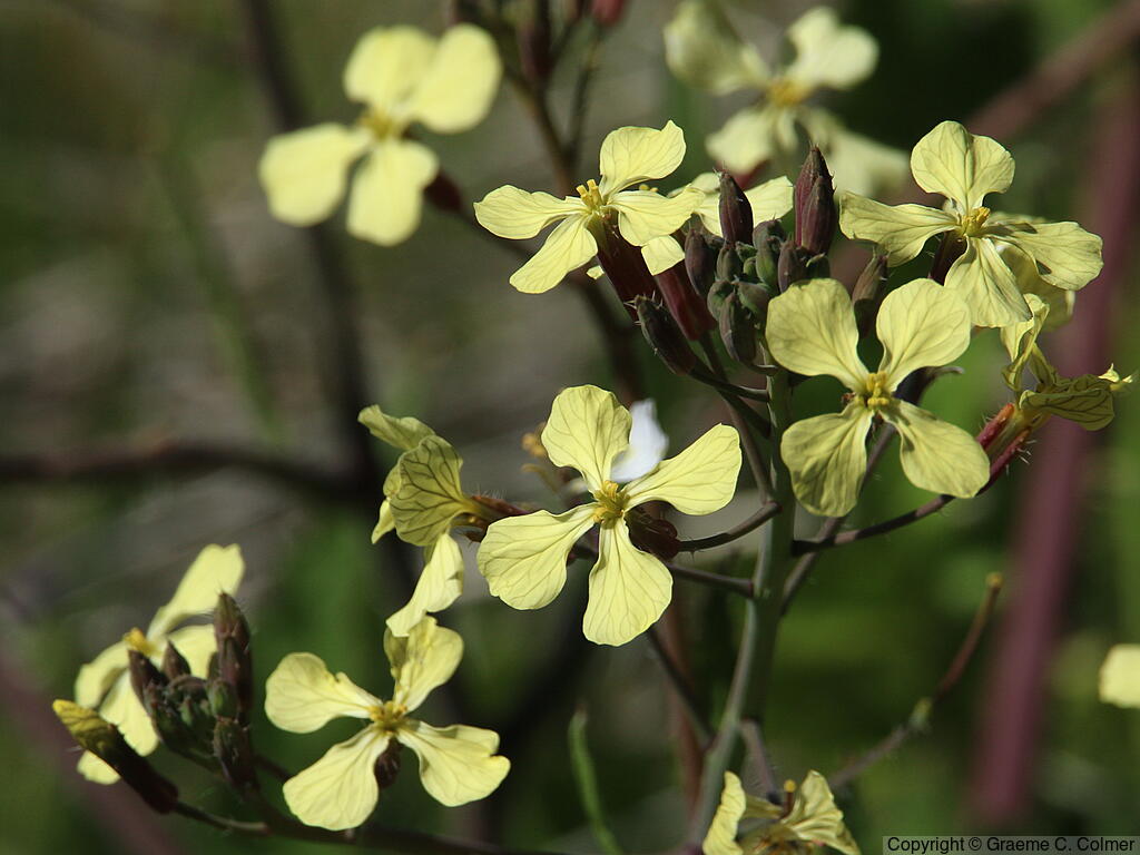 Rocketsalad (Eruca vesicaria) - Rocketsalad