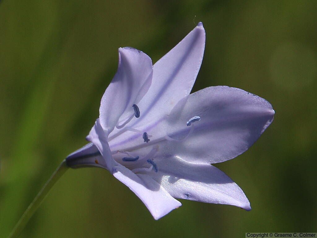 Ithuriel's Spear (Triteleia laxa) - Ithuriel's Spear