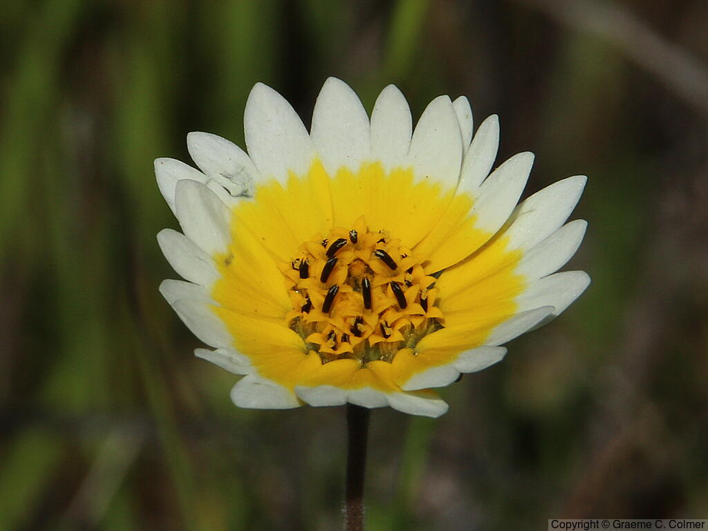 Fremont's Tidytips (Layia fremontii) - Fremont's Tidytips