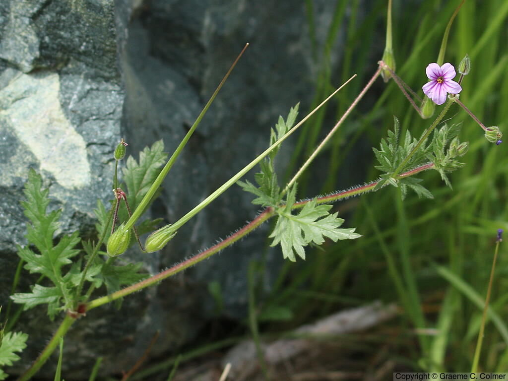 Longbeak Stork's Bill (Erodium botrys) - Longbeak Stork's Bill