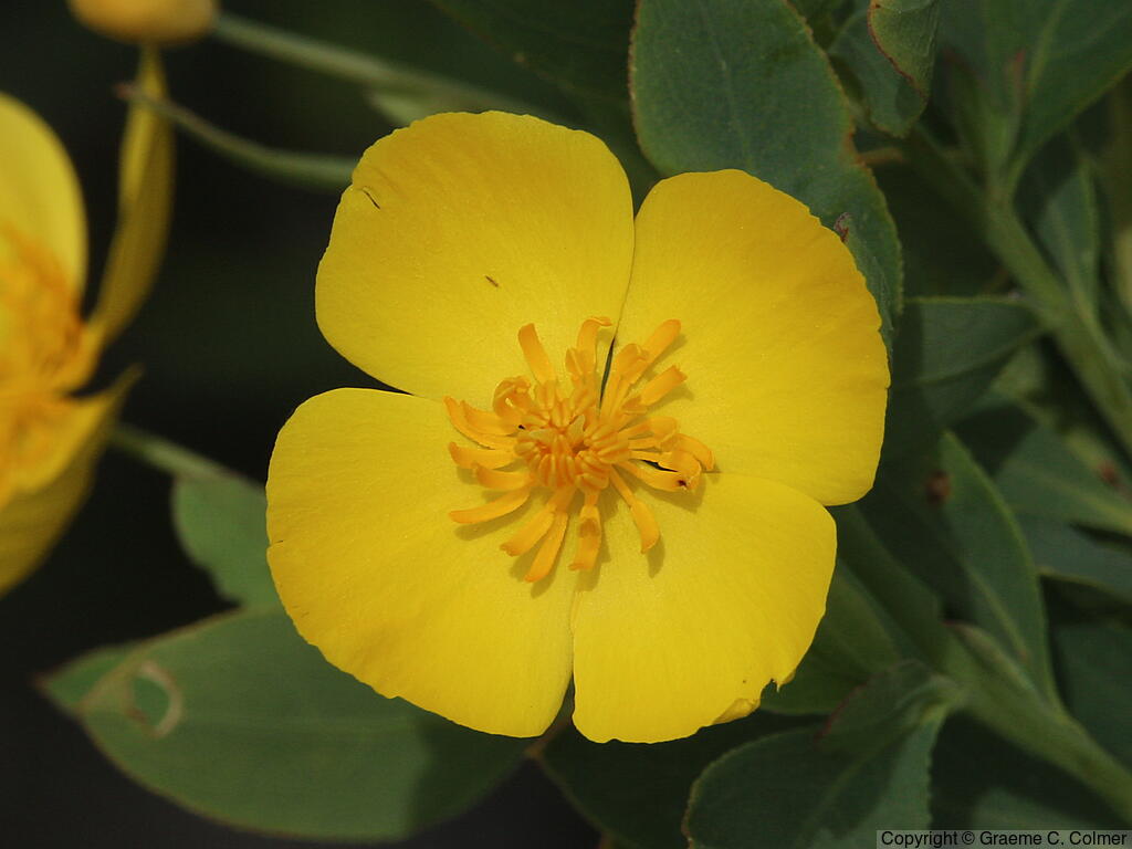 Tree Poppy (Dendromecon rigida) - Bush Poppy