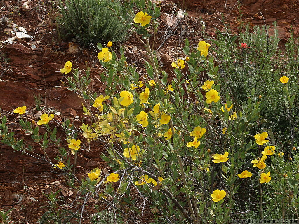 Tree Poppy (Dendromecon rigida) - Bush Poppy