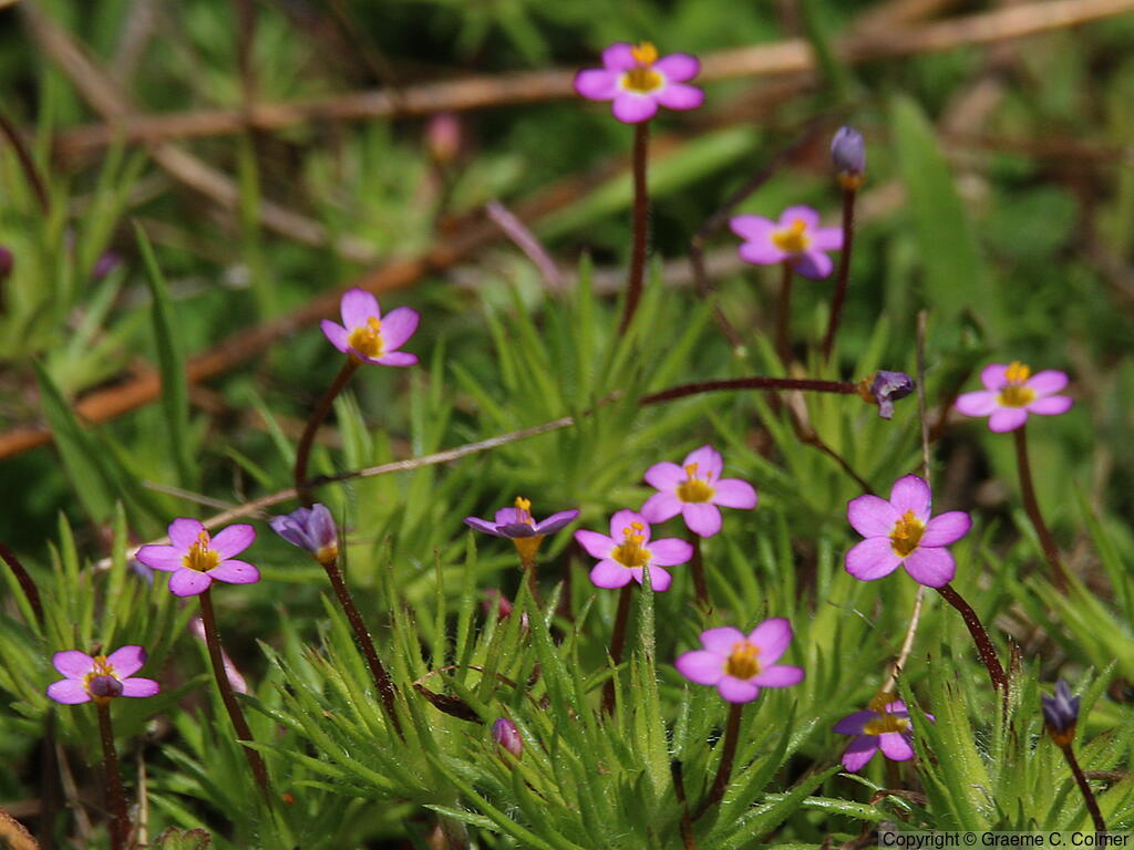 True Babystars (Leptosiphon bicolor) - True Babystars