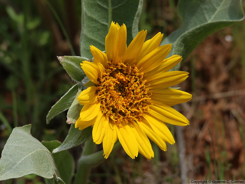Whitehead Mule-ears (Wyethia helenioides) - Whitehead Mule-ears