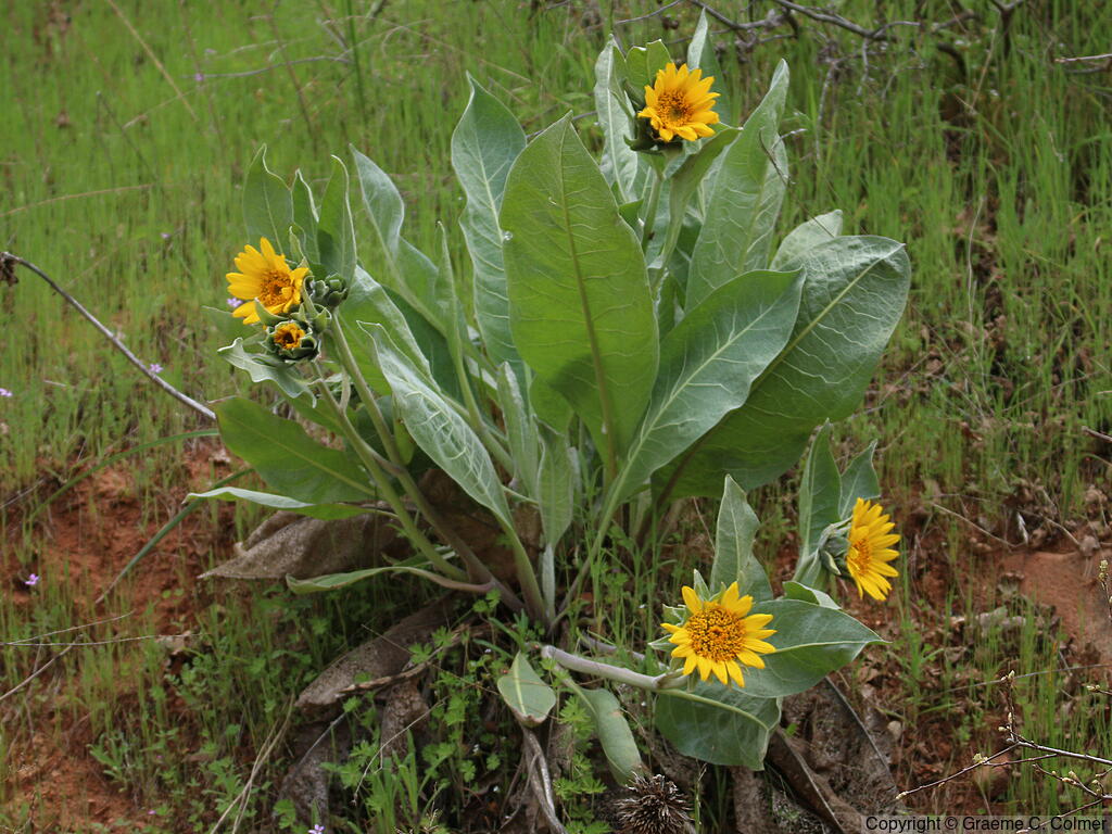 Whitehead Mule-ears (Wyethia helenioides) - Whitehead Mule-ears